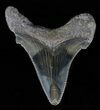 Serrated, Angustidens Tooth - Megalodon Ancestor #61696-1